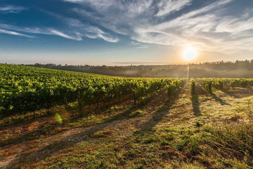 field Italy