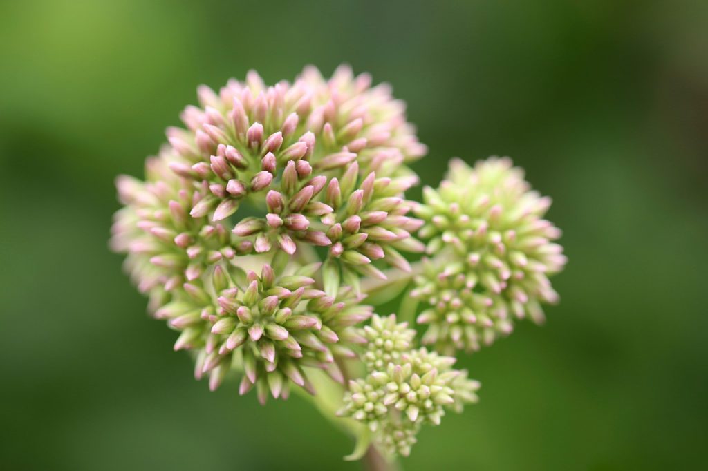 hemp flower