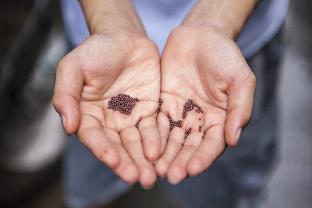 woman holding cannabis seeds