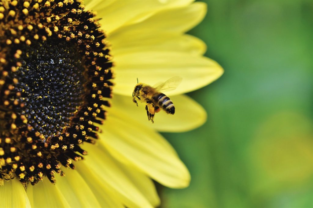 hemp bees