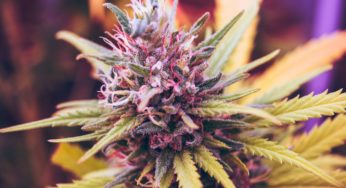 How do you grow auto-flowering cannabis plants?