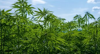 China to build a $22 million CBD industrial park