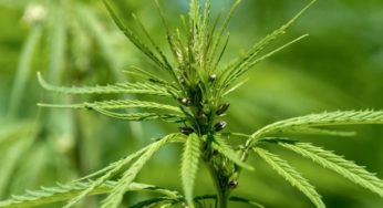 Luxembourg will be the first EU country with legal cannabis