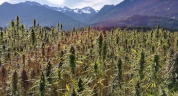 Growing cannabis: what to know about treating your water