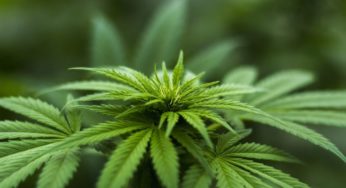 How healing are the properties of medical marijuana?
