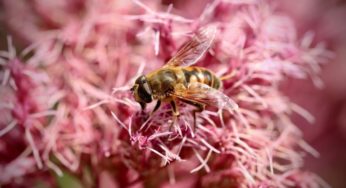 Cannabis helps save bees