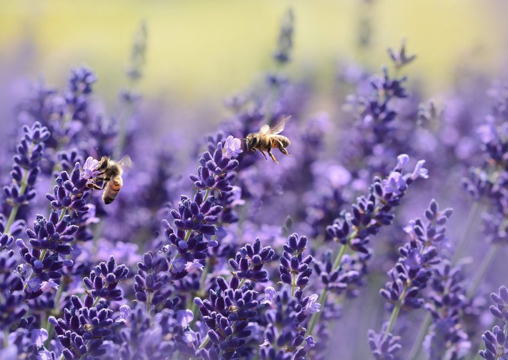 Bees flowers