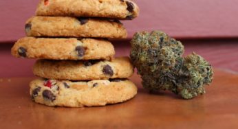 Health effects of eating marijuana is the subject of a new study