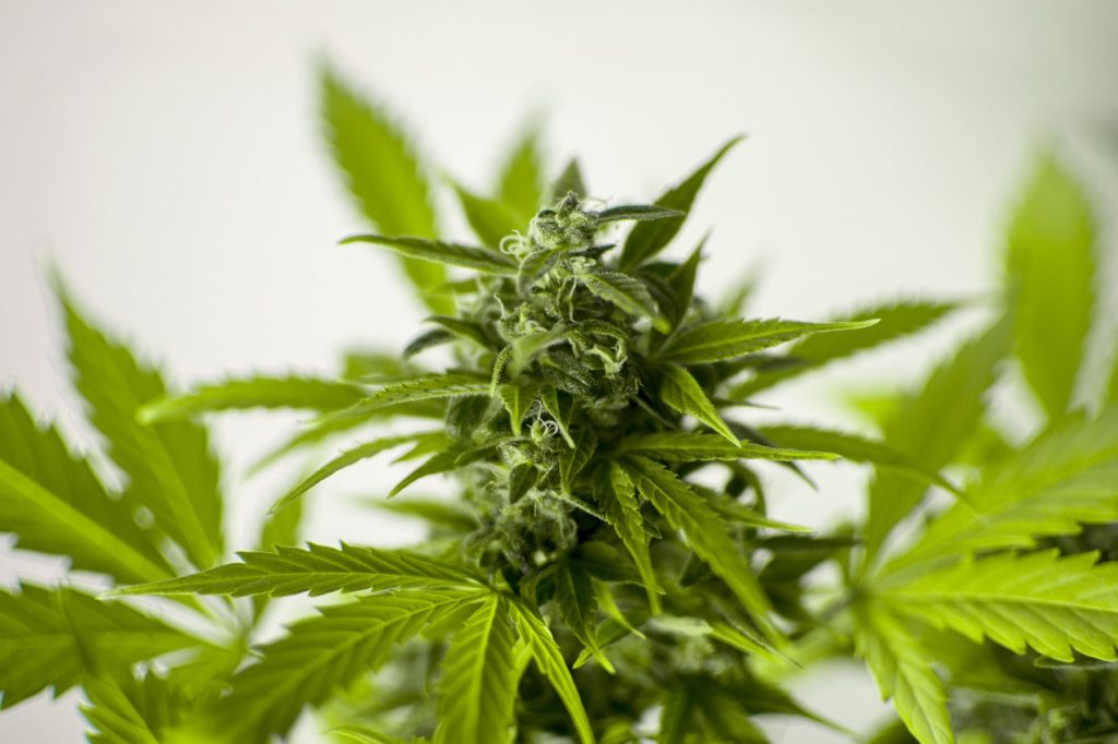 cannabis flower law