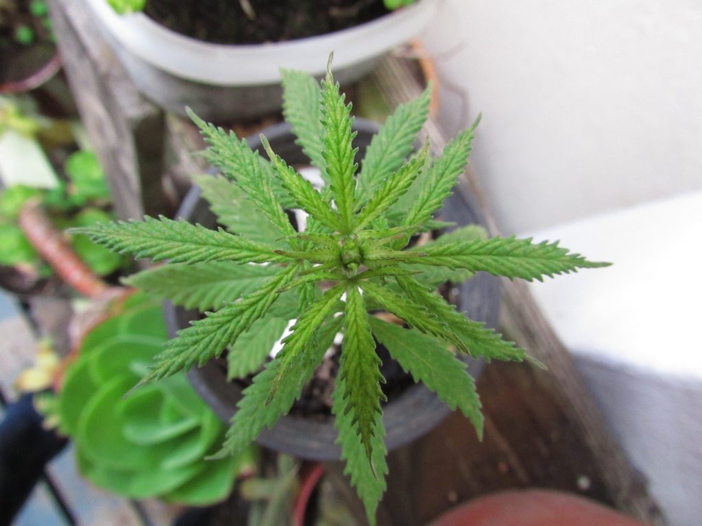 Marijuana Plant