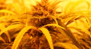 Cannabis farming will develop technology and bring in billions