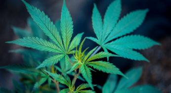 The laws surrounding medical cannabis: key moments