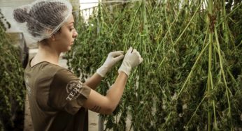 What you need to know about cannabis cultivation