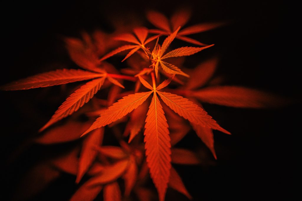 Marijuana in law: world seized by “hemp fever”