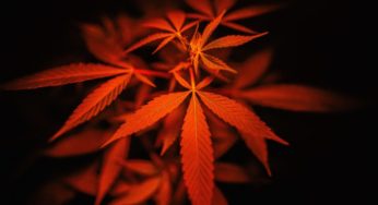 Marijuana in law: world seized by “hemp fever”