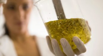 Medical cannabis in Savoy to be tested