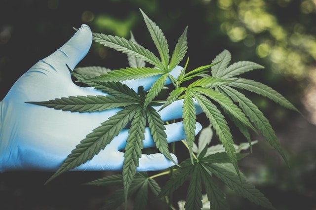 Scientists attending to marijuana for cannabis research