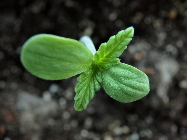 A weed plant starts to grow for cannabis research