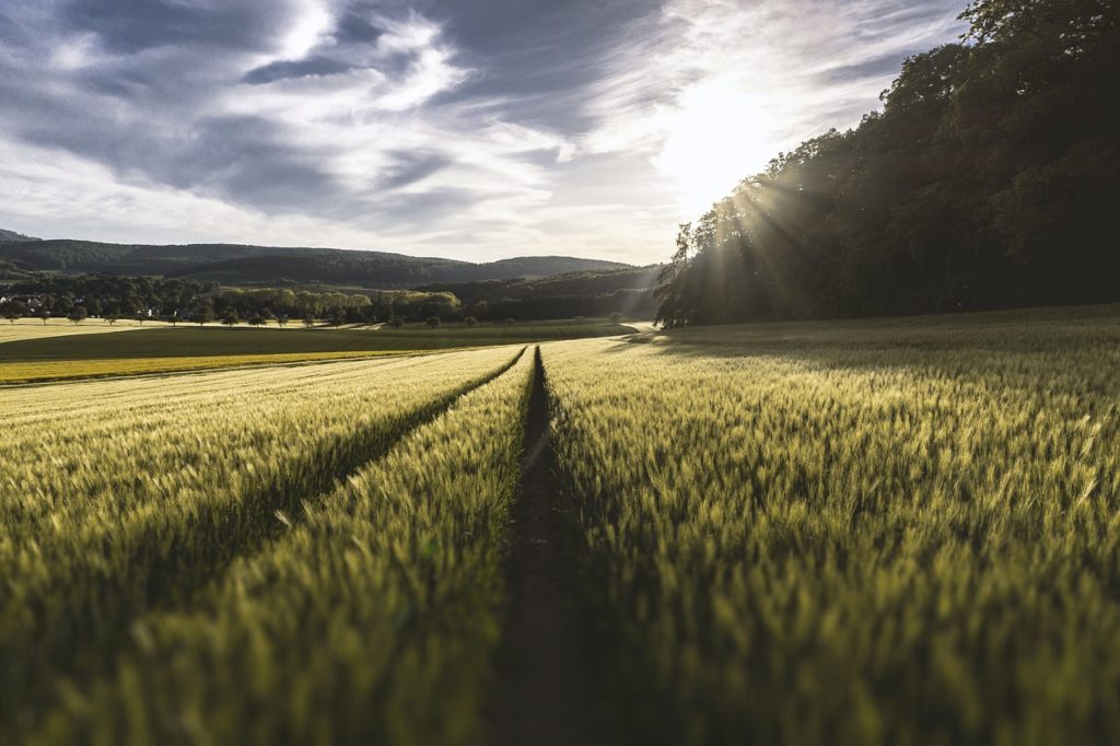 CBD hemp farming still popular in Canada.