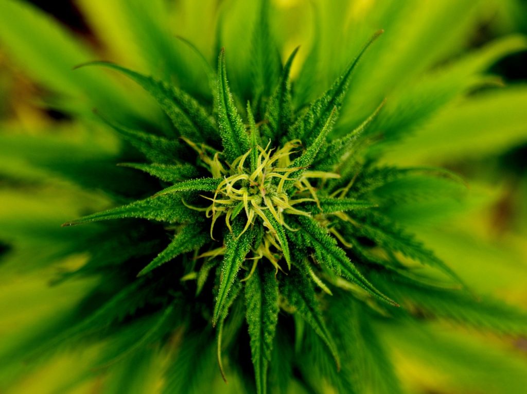 The marijuana plant offers no real cannabis dangers