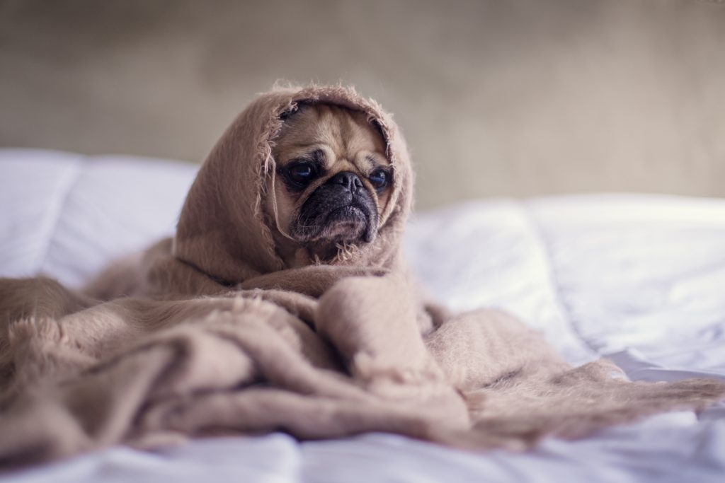 Using CBD for pets on a pug.