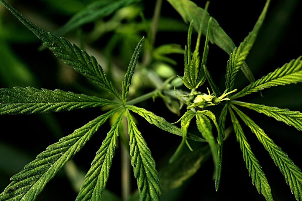 Cannabis in Israel to undergo more scientific research.