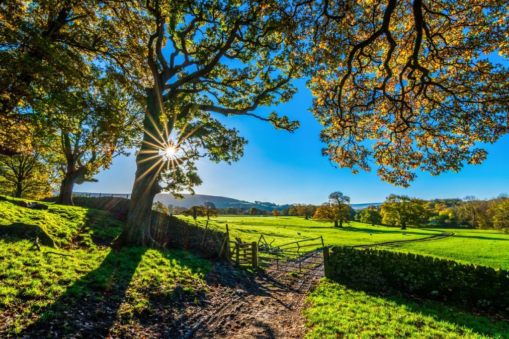 The future of CBD hemp farming may still be bright.