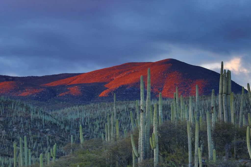 Mexico's cannabis legalization is promising.