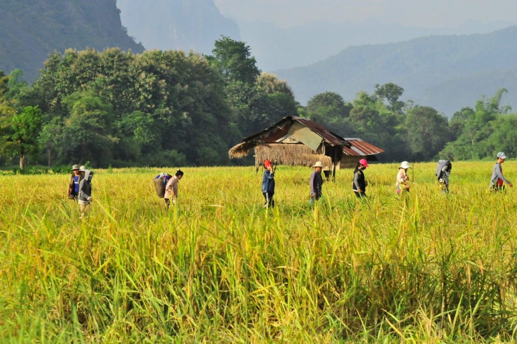 Citizens will be able to plant cannabis in Thailand. 