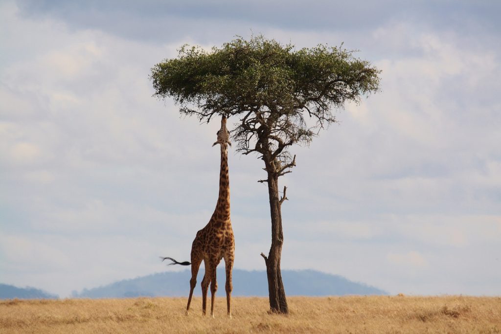 Giraffe looking for cannabis in Africa