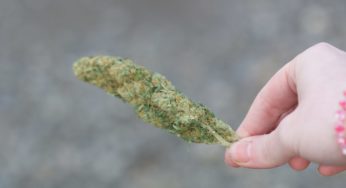 Isracann Biosciences will manage the Israeli Cannabis Project