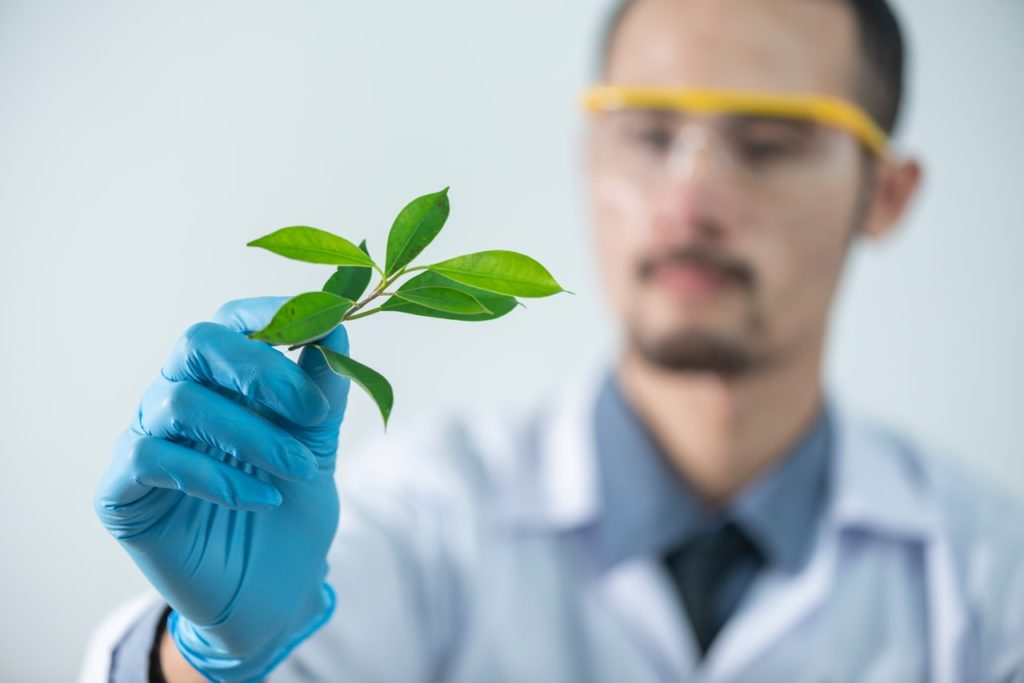 Scientist examining the daily use of cannabis in drug users