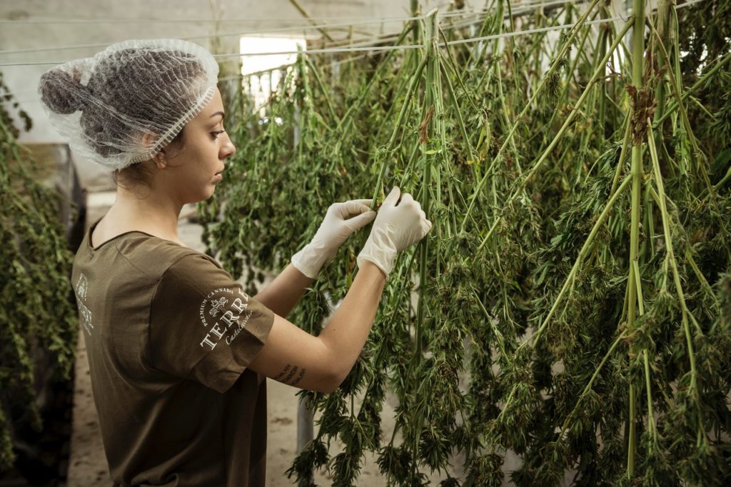 Farming is another way to invest in cannabis stocks.