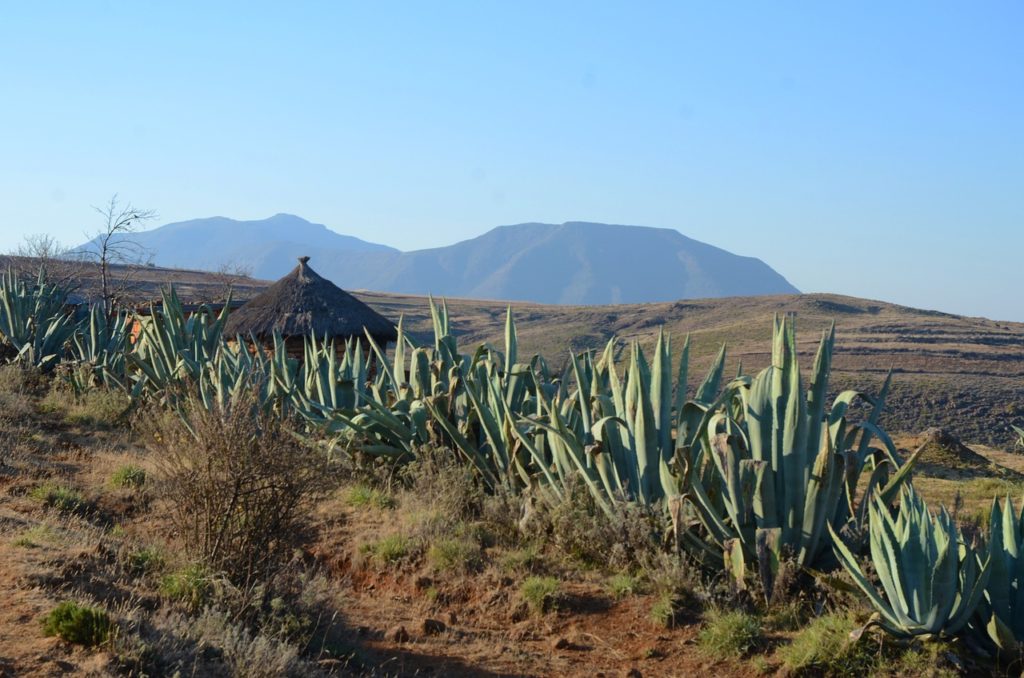 Exporting cannabis in Lesotho could improve its economy