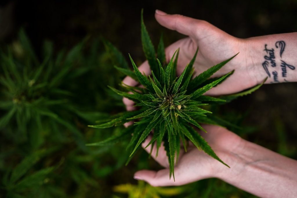 Someone planting cannabis in Latin America