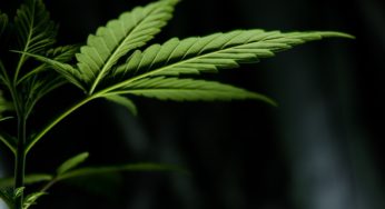 Cannabis growers inspire innovation in the agricultural sector