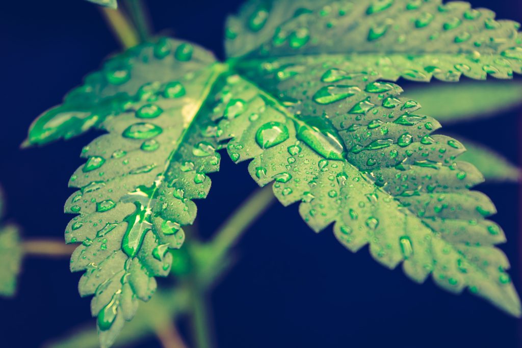 a cannabis leaf representing the New Zealand cannabis industry 