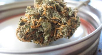 Weekly cannabis stock report scares CBD investors