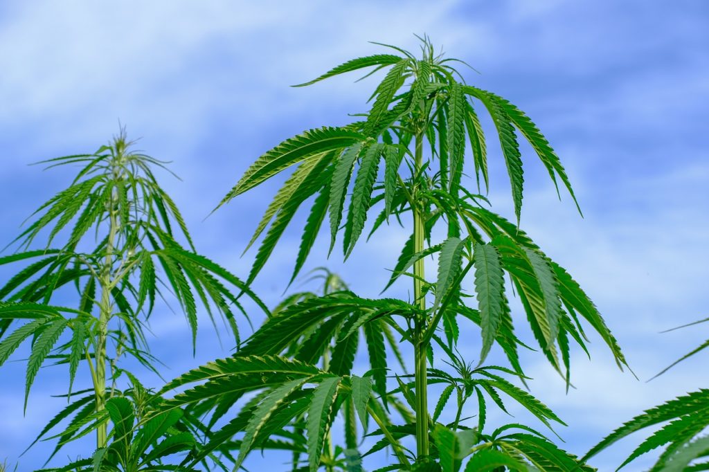 outdoor grown weed for cannabis cultivation in Africa