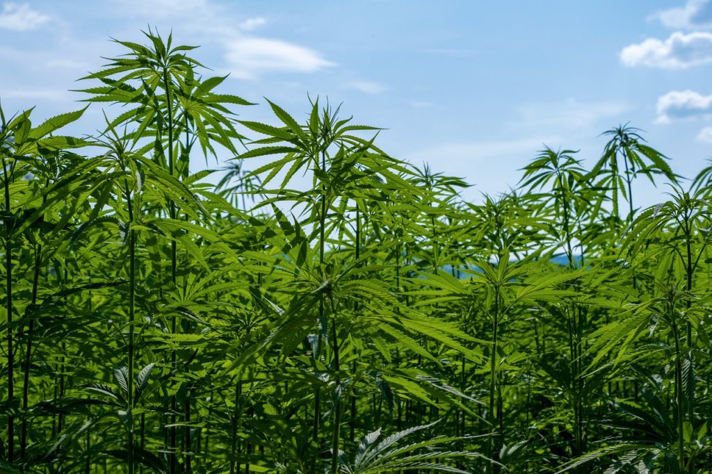 Marijuana plants representing Colombia's cannabis production industry