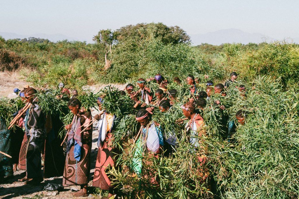 Farmers representing growing cannabis in lesotho