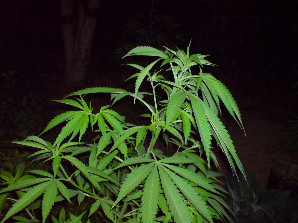 cannabis plants for the British cannabis market