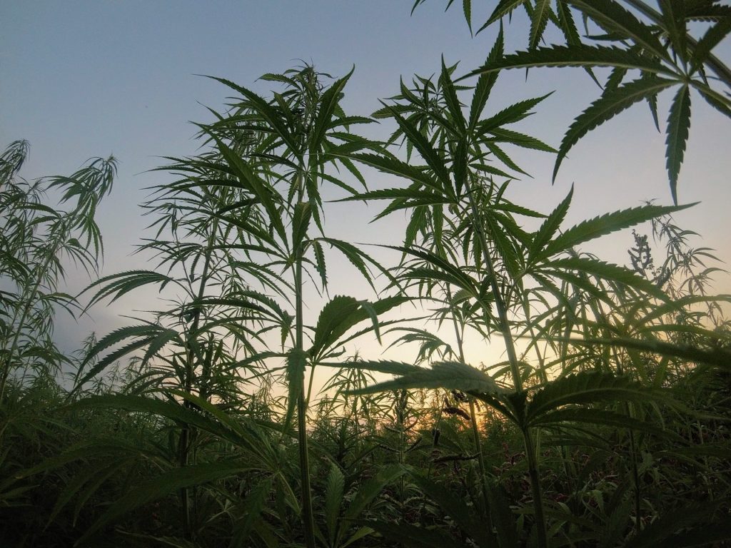 cannabis plants representing cannabis in lesotho