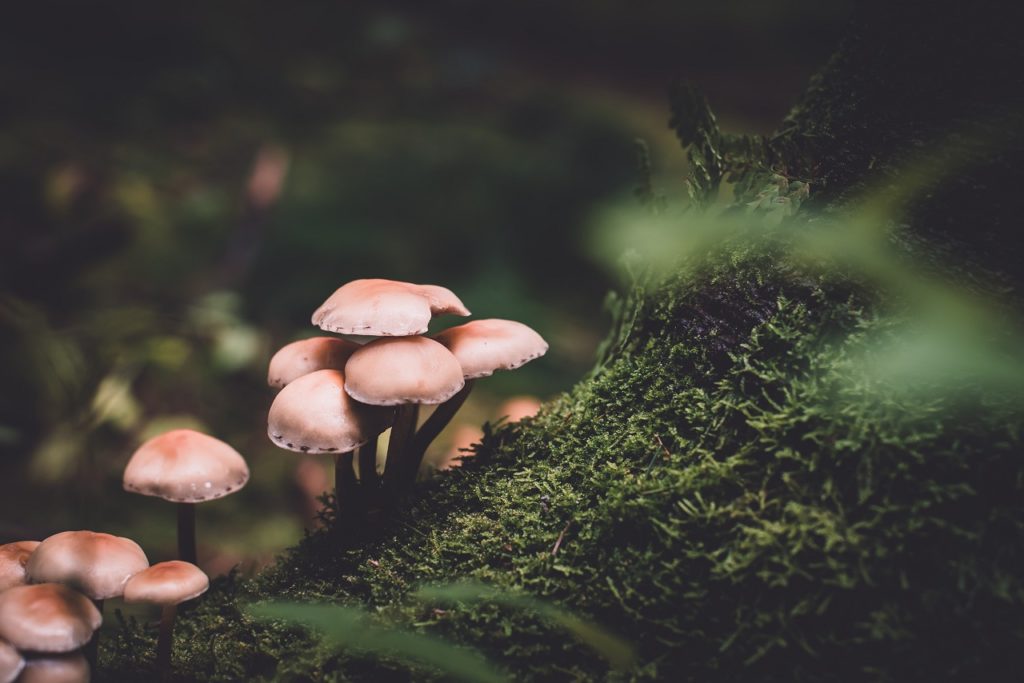 a mushroom representing cannabis and mushrooms