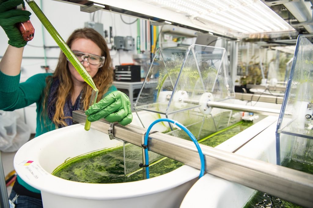 A scientist representing combining cannabis and mushrooms