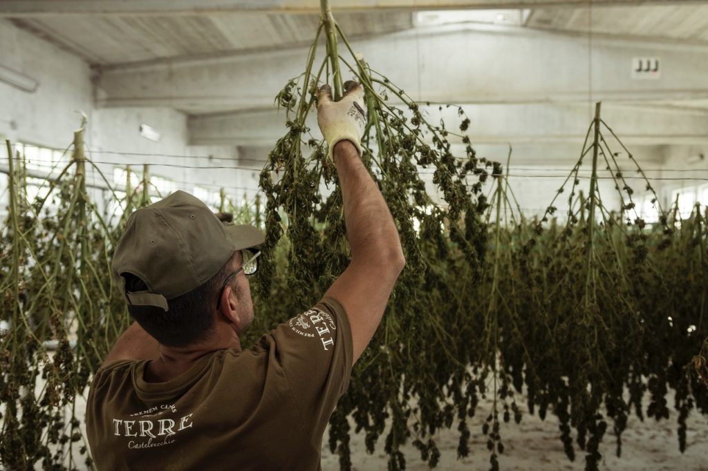 a man harvesting cannabis in a large greenhouse, representing the production of medical cannabis in Colombia