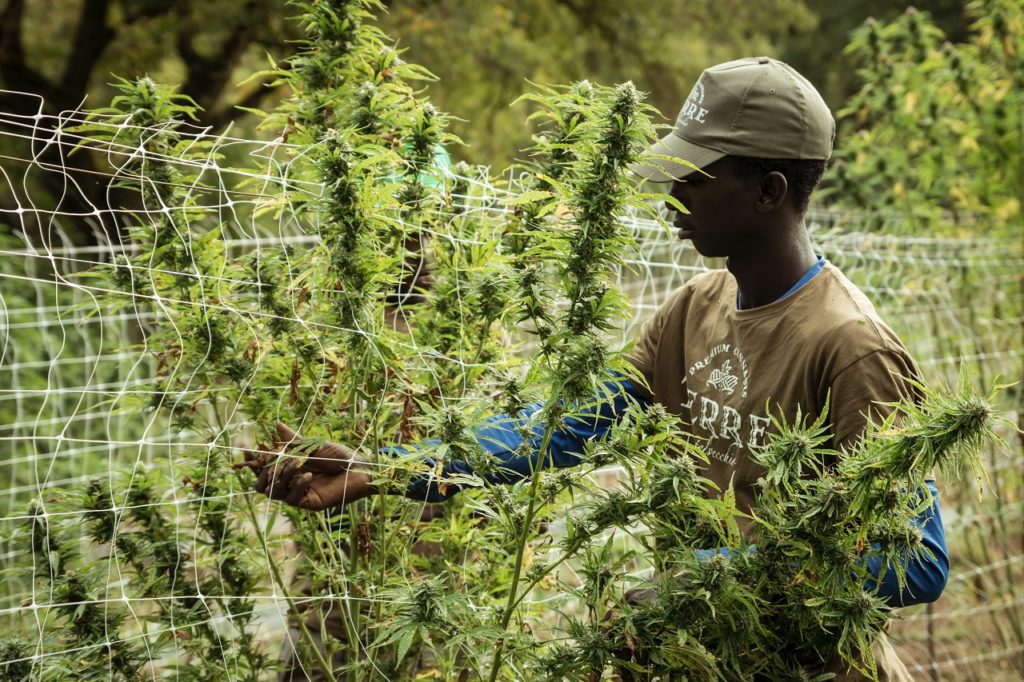 Man picking weed to depict cannabis stocks like Aurora Cannabis Inc.