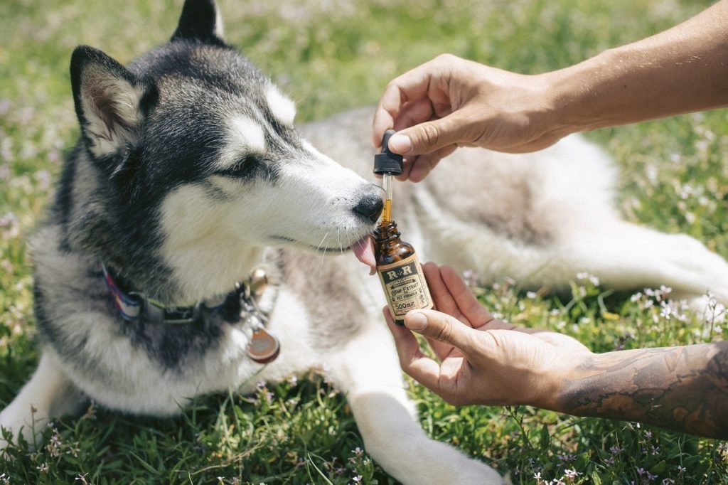Dog tasting CBD representing cannabis pet products