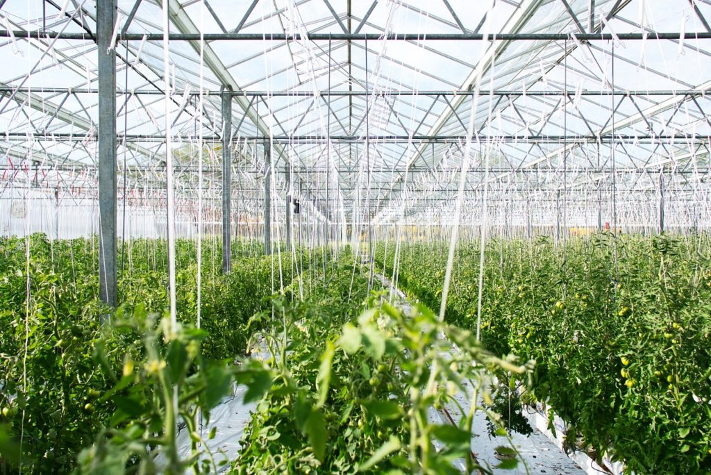a greenhouse representing growing cannabis in Argentina