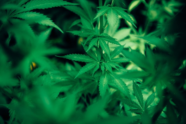 cannabis plants representing Canopy Growth and Aurora Cannabis
